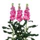 Левкой Айрон rose pink 