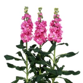 Левкой Айрон rose pink 