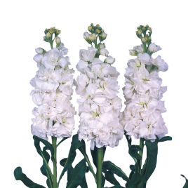 Левкой Айрон білий (white) 