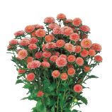 Айстра Мацумото apricot 