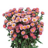 Астра Мацумото розовая (pink)
