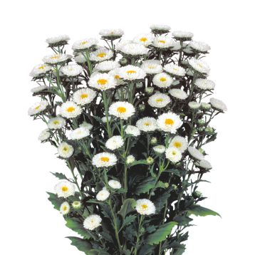 Айстра Мацумото біла (white) 