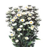 Астра Мацумото белая (white) 