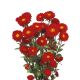 Айстра Мацумото червона (red) 