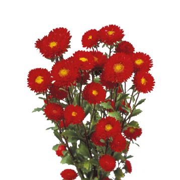 Айстра Мацумото червона (red) 