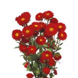 Айстра Мацумото червона (red) 