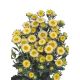 Астра Мацумото желтая (yellow) 