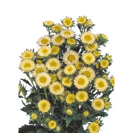 Астра Мацумото желтая (yellow) 