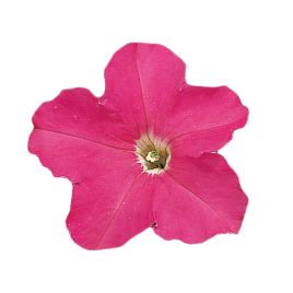 Петуния Фалкон F1 розовая (rose)