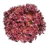 Салат Азирка 