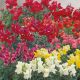 Антирринум Флорал Шоуер F1 суміш (mix) 