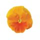 Виола Матрикс F1 оранжевая (orange) 