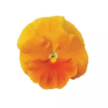 Виола Матрикс F1 оранжевая (orange) 