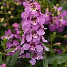 Ангелония Серенита lavender 