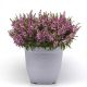 Серенита lavender семена ангелонии 30-35см однол. (Pan American)