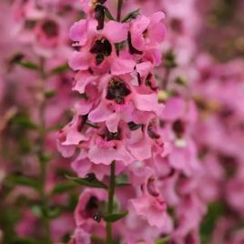 Ангелония Серенита розовая (pink) 