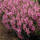 Серенита розовая (pink) семена ангелонии 30-35см однол. (Pan American)
