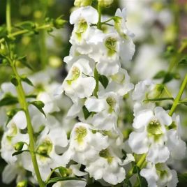 Ангелония Серенита белая (white) 