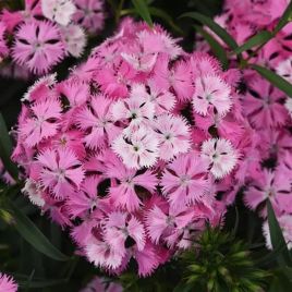 Гвоздика Рокин F1 pink magic 