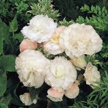 Нонстоп F1 appleblossom семена бегонии многол. (Benary)