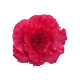 Нонстоп F1 deep rose семена бегонии многол. (Benary)