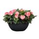 Бегония Нонстоп F1 rose picotee
