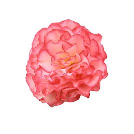 Нонстоп F1 rose picotee семена бегонии многол. (Benary)
