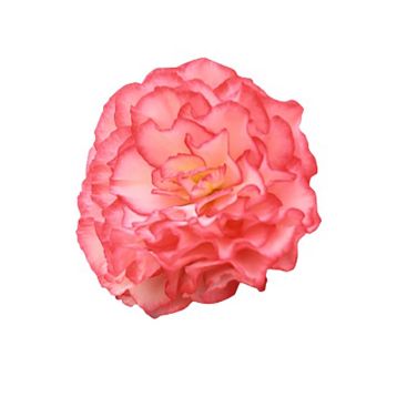 Нонстоп F1 rose picotee семена бегонии многол. (Benary)