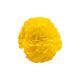 Бегония Нонстоп F1 yellow red black 