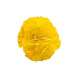 Бегония Нонстоп F1 yellow red black 
