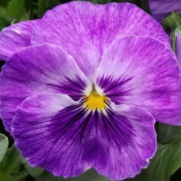 Виола Инспаер Плюс F1 лавандовая с глазком 