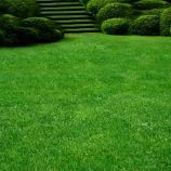 Хайленд семена метлицы тонкой (Euro Grass)