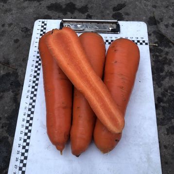Централ F1 семена моркови Курода поздней 120-125 дн. 18-20 см (Spark Seeds)