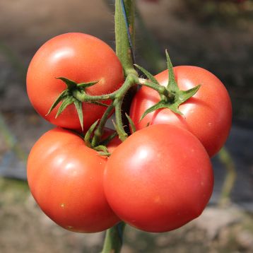 Томат Пінк Мун F1