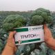 Тритон F1 семена капусты брокколи средней 78-83 дн. 0,8-1,2 кг (Sakata)