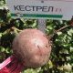 Буряк столовий Кестрел F1 