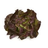 Салат Скайфос (Skyphos RZ) 