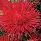 Айстра Остріч червона (red) 