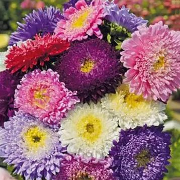 Айстра Принцеса суміш (Mix) 