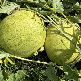 Кавун Ель Вафі F1 