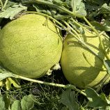 Кавун Ель Вафі F1 