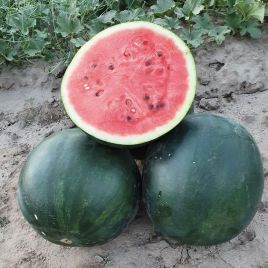 Кавун Фаєр Бол F1 