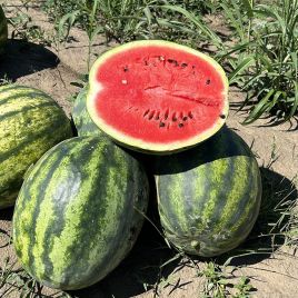 Арбуз Сенсей F1