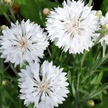 Василек Том Пауз белая (white) 