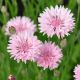 Василек Том Пауз розовая (pink) 