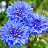 Василек Том Пауз синяя (blue) 