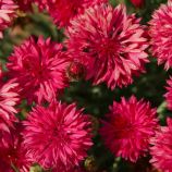 Волошка Том Пауз червона (red) 