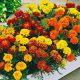 Бонита смесь (Mix) семена бархатцев французских раскидистых (W.Legutko)