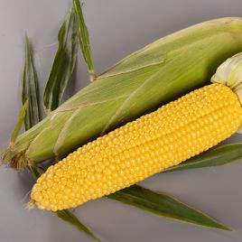 Кукуруза Сентис F1 