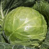 Капуста Еліза F1 (Precision) 